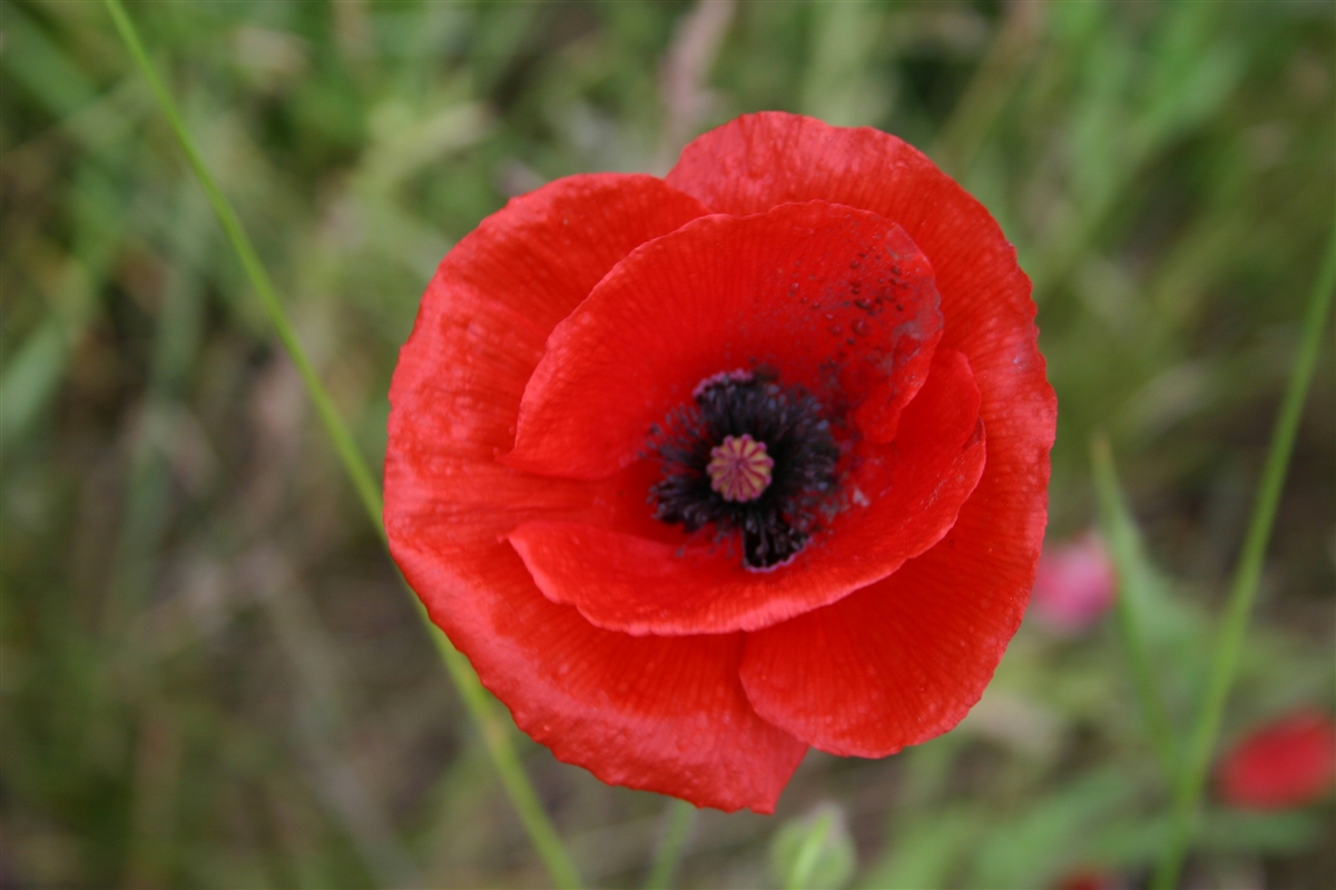 Poppies The Symbol Of Memorial Day Garden Goddess Sense And 