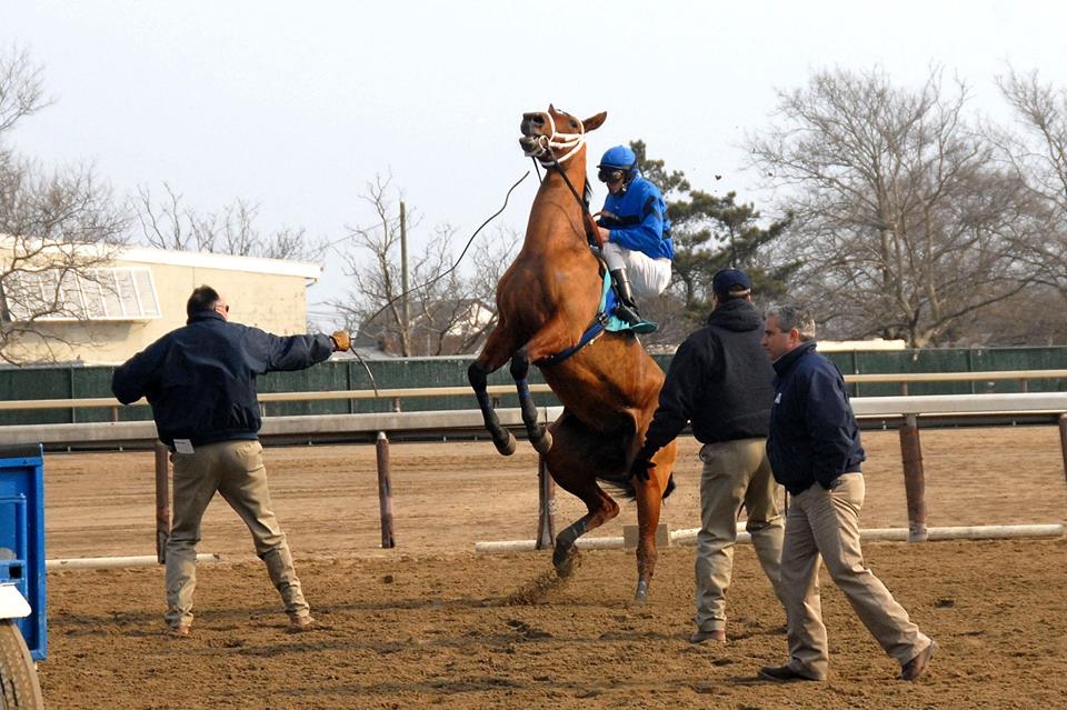 DAN HEARY Rearing Horse 1.jpg